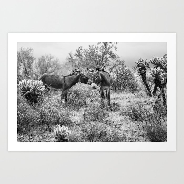Donkey Courtship Black and White Photo Art Print