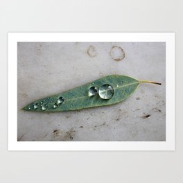 Leaf with Tropical Rain Drop Botanical Green Minimalist Nature Photography Art Print