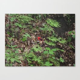 Scarlet tanager Canvas Print
