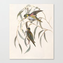 Historical Vintage Birds Perching Canvas Print
