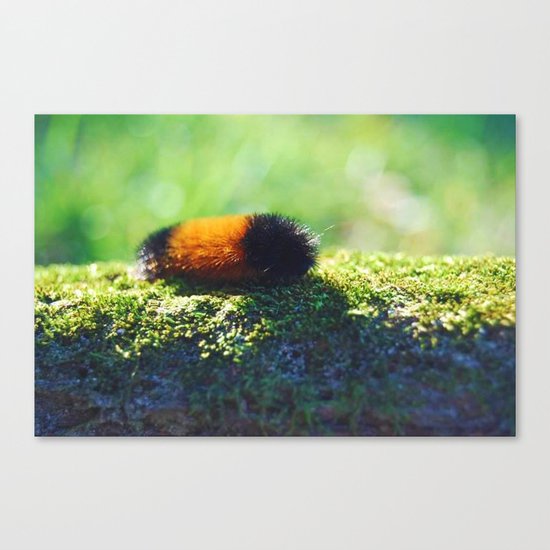 Caterpillar 2 Canvas Print