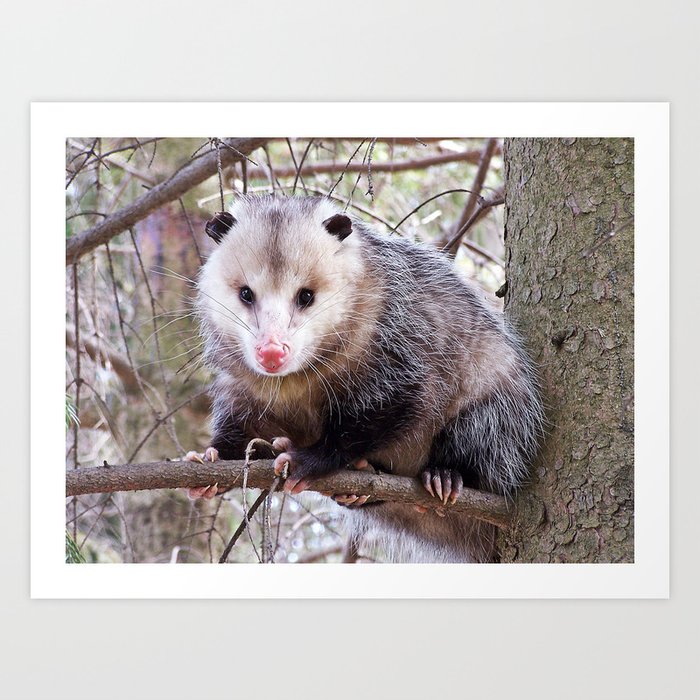 Possum Staredown Art Print