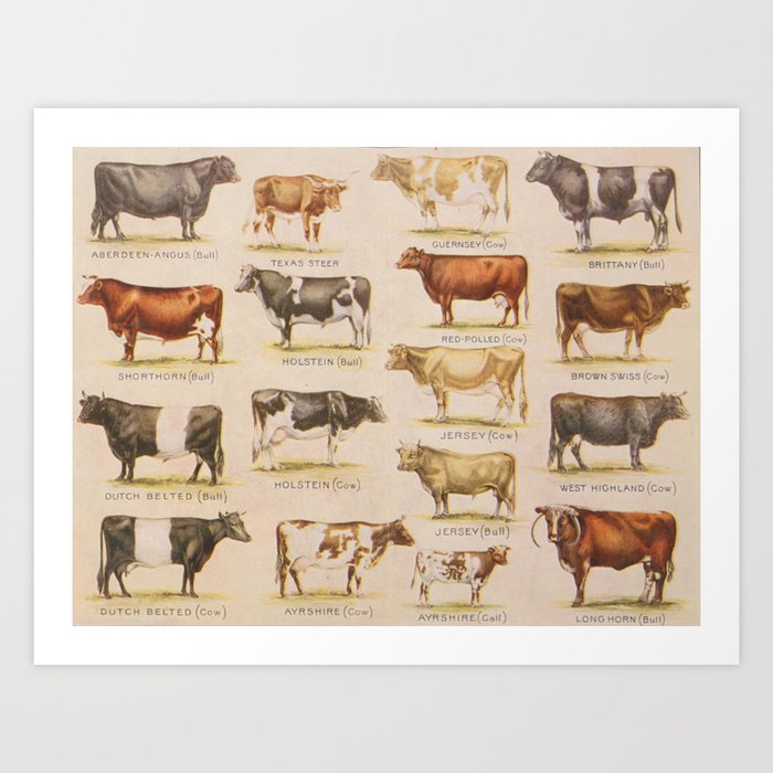 Bulls And Cows Art Print