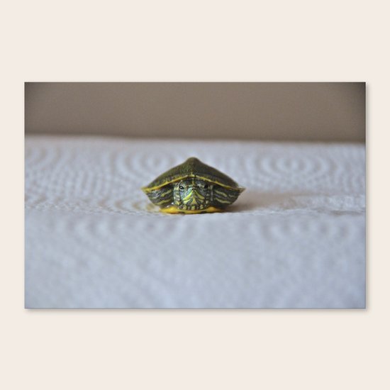 Shyness Canvas Print