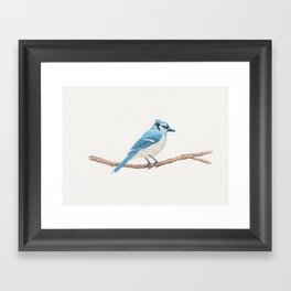 Blue Jay Framed Art Print