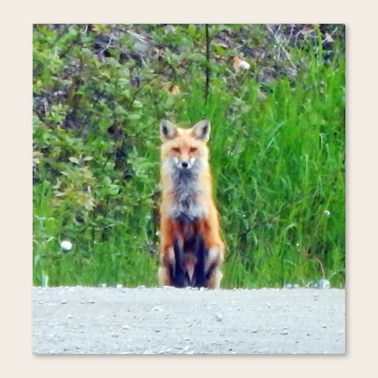 Red Fox Canvas Print