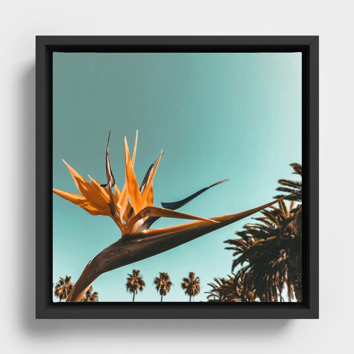 Framed Canvas