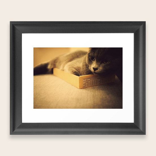Cat Framed Art Print