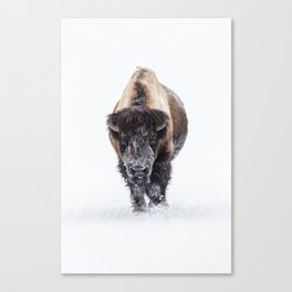Yellowstone National Park: Lone Bull Bison Canvas Print