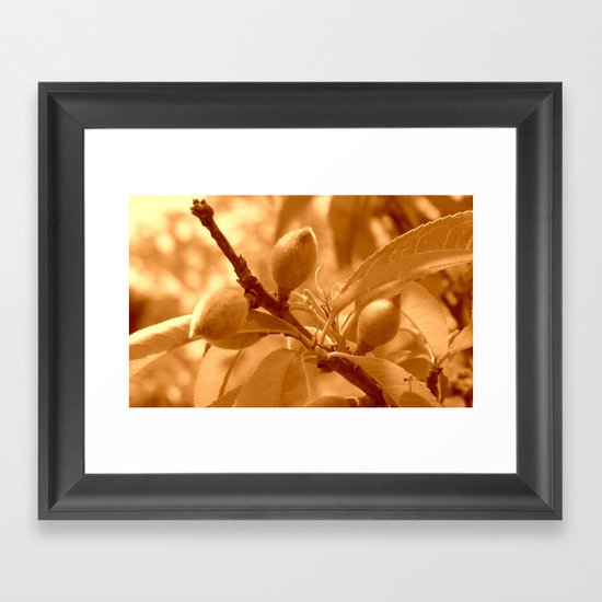Pattie's Peach Buds Framed Art Print