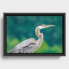 Great Blue Heron against Green Framed Canvas