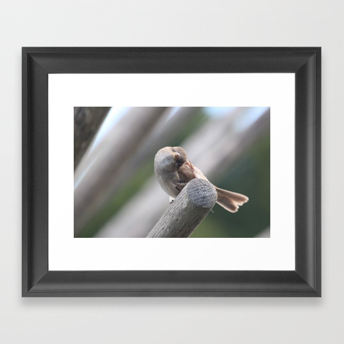 bird of NewZealand Framed Art Print