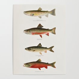 Illustrated North American Freshwater Trout Game Fish Identification Chart Poster