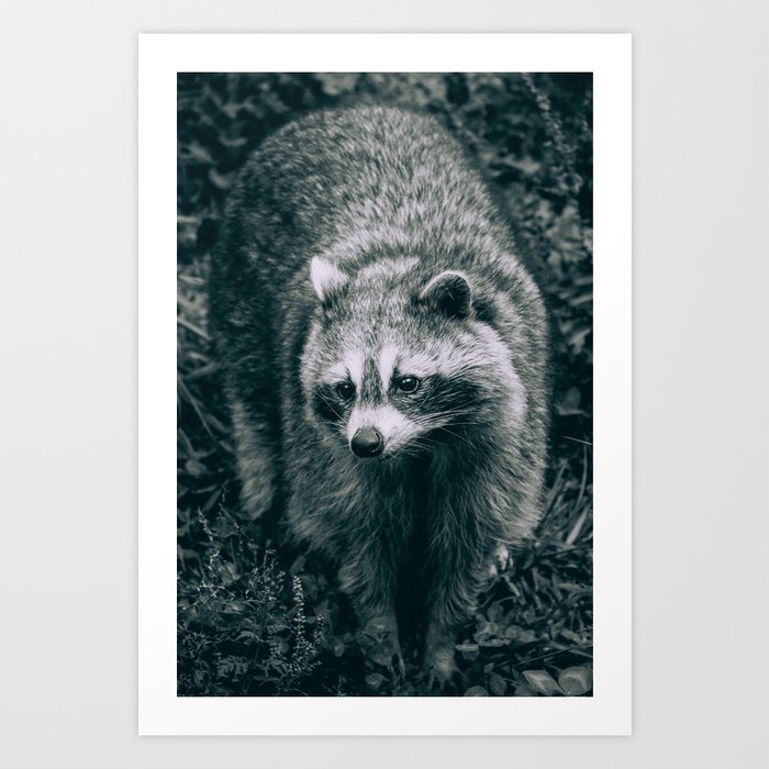 Curious Raccoon, Black and White Photograph Art Print