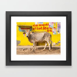 Sacred Cow of Vrindravan, India Framed Art Print