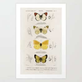 Different types of butterfly illustrated by Charles Dessalines D' Orbigny (1806-1876).2 Art Print