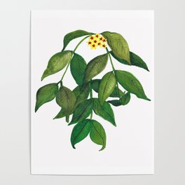 Hoya Polyneura Plant Poster