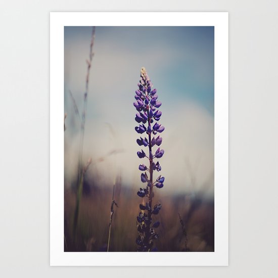 Lupine Art Print