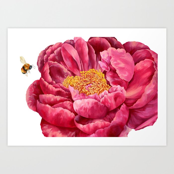 Crimson Peony  Art Print