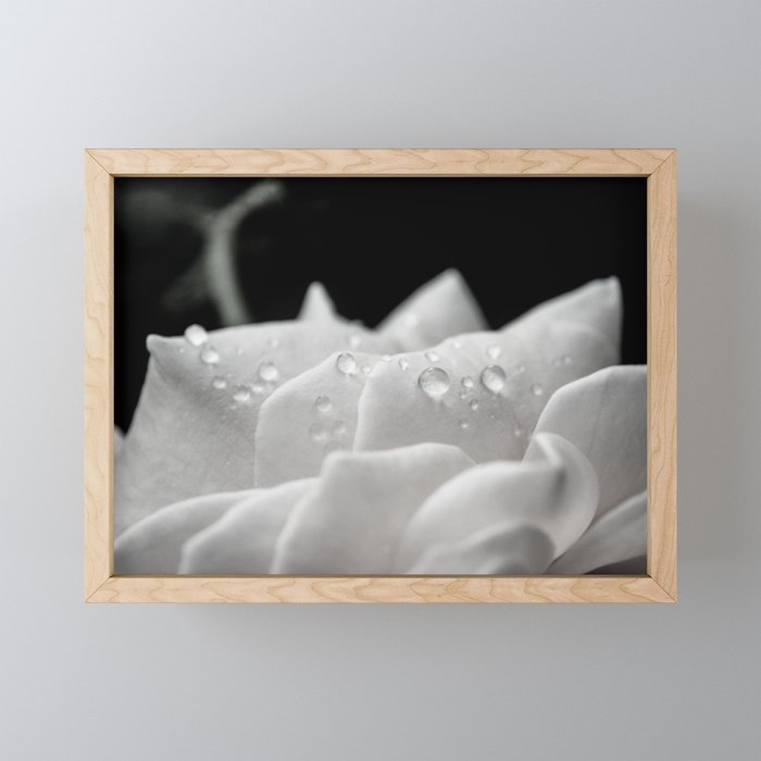 Black and White Delicate Rose, Floral Nature Photography Framed Mini Art Print