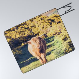 Lovely Scotland Highland Cow (Scottish Highland Cattle) is walking in the sun Picnic Blanket