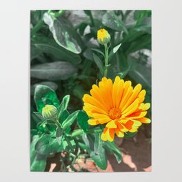 Yellow Golds Pot English Scott Marigold Orange Flower Summer Pot Marigolds  Poster
