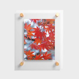 Red Maple leaves Floating Acrylic Print