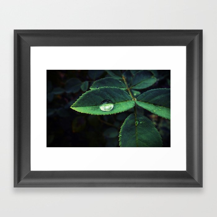 Raindrop on leaf  Framed Art Print
