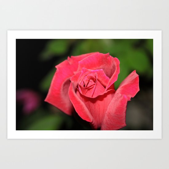 Rose Art Print