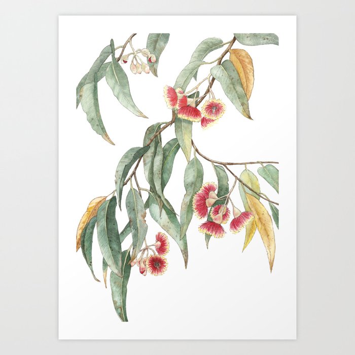 Flowering Eucalyptus Branch Art Print