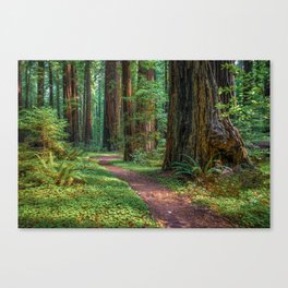 A Walk in the Redwoods Canvas Print
