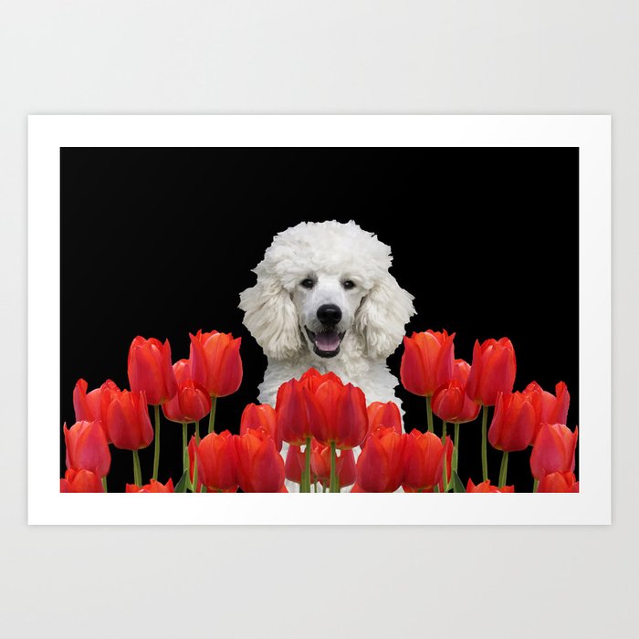 Poodle with red tulips #society6 #poodle Art Print
