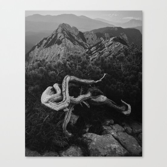 Mountain Pine Root Octopus Canvas Print