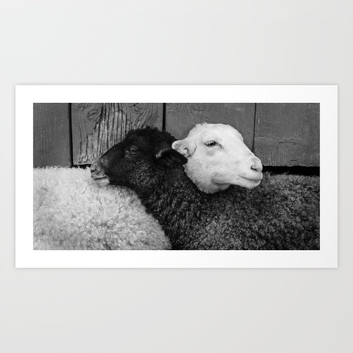 Kindred spirits ... black and white lamb friend's beautiful animal portrait photograph - photography - photographs Art Print