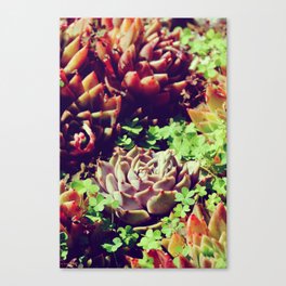 Variegated Succulents | Mediterranean summer garden Canvas Print
