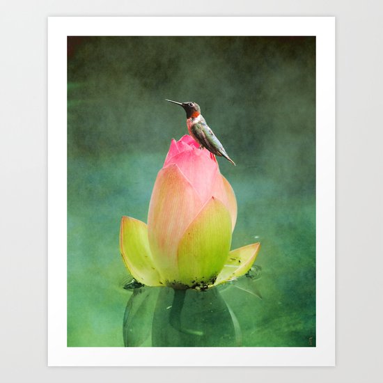 Hummingbird and the Lotus Art Print