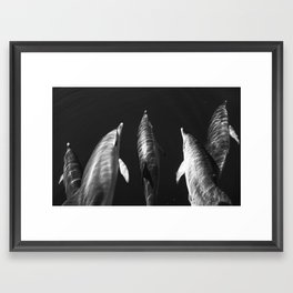 Beautiful wild dolphins black and white Framed Art Print