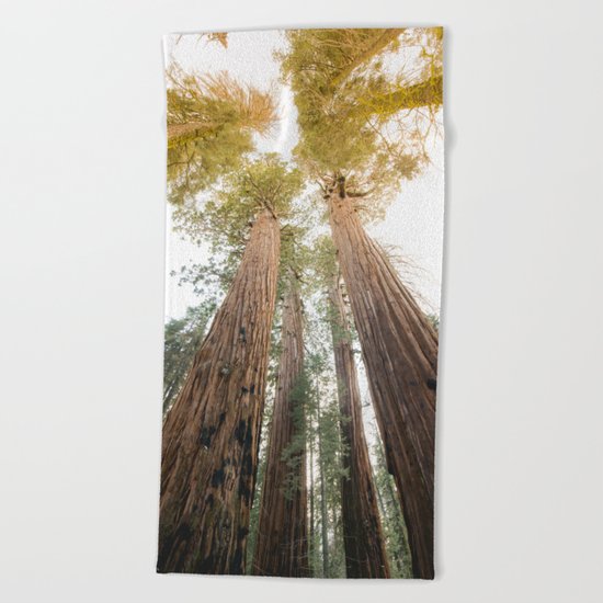 Redwood Forest Canopy Sunset Beach Towel