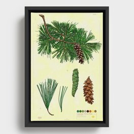 Eastern White Pine Collection Framed Canvas