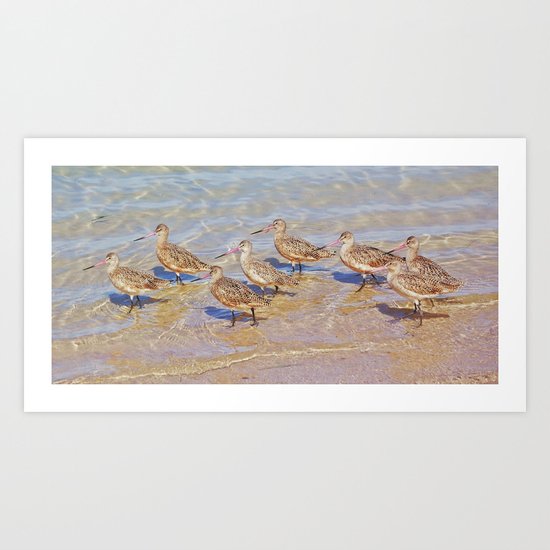 Marbled Godwit Shorebirds Art Print