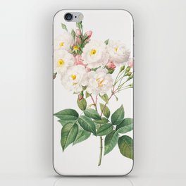 Rose of Philippe Noiselle from Les Roses by Pierre-Joseph Redouté iPhone Skin