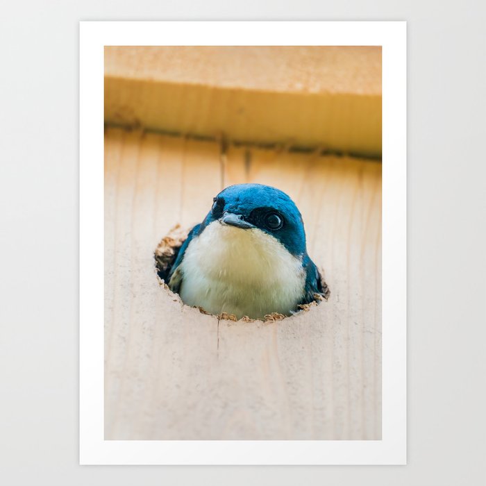 Peak-A-Boo Tree Swallow Photograph Art Print