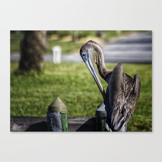 Pelican Itch Canvas Print