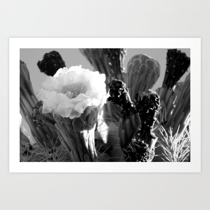 2017 Saguaro Blossom No 2 Art Print