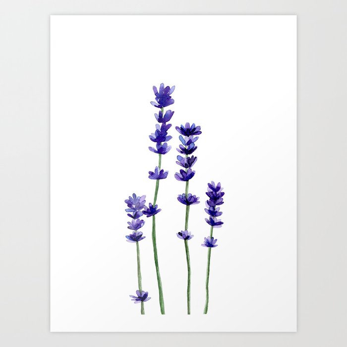 Discover the motif LAVENDER FLOWERS by Art by ASolo as a print at TOPPOSTER