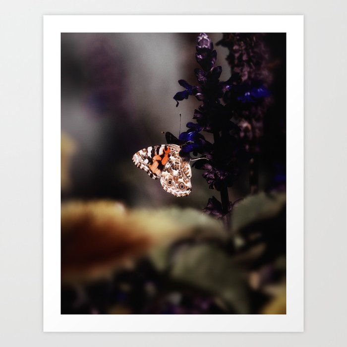 Painted Lady Butterfly III Art Print
