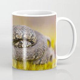 Water Snake Natrix Maura in defensive pose Coffee Mug