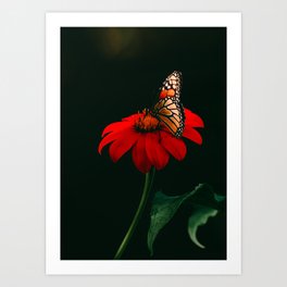 Monarch Butterfly on Tithonia  Art Print