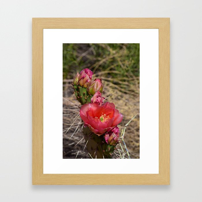 Cacti in Bloom - 4 Framed Art Print