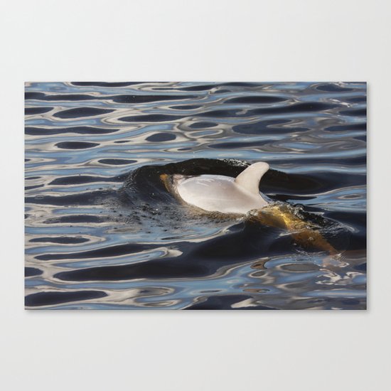 Dolphin Canvas Print